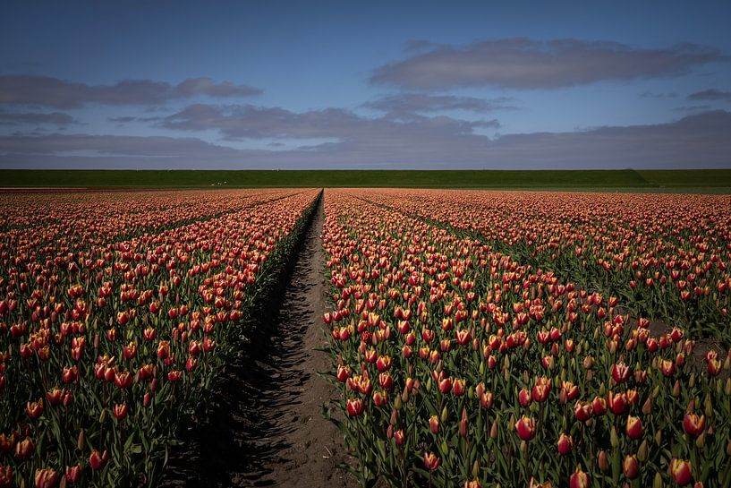 Tulpen achter de dijk in Groningen van Bo Scheeringa Photography