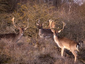 Bokken in het zonnetje van Willemijn Wolthaus