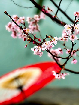 Cherry Blossoms in Japan