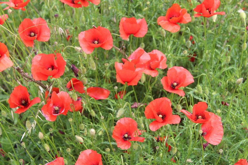 coquelicots danseuses de ballet en vert par Patrick van beek76