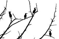 Arbre cormoran