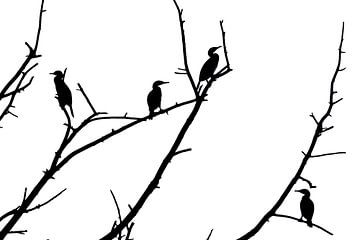 Cormorant tree