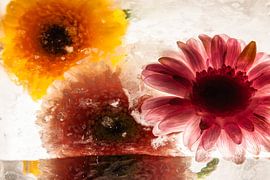 Gerbera in ice 2 van Marc Heiligenstein