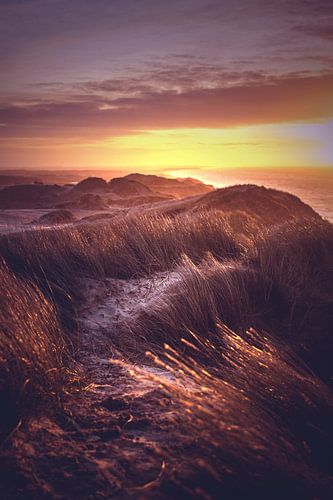 View over Denmark's dunes