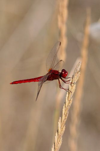 Fire dragonfly (Crocothemis erythraea) by Dirk Rüter