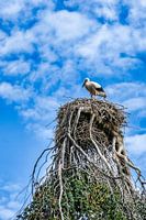 Ooievaar in zijn nest op een mooie boom tegen een blauwe lucht