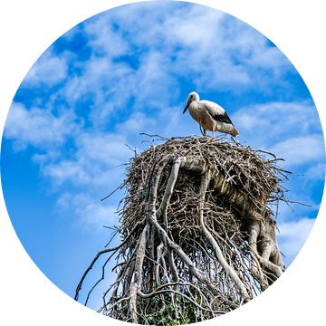 Ooievaar in zijn nest op een mooie boom tegen een blauwe lucht van pixxelmixx