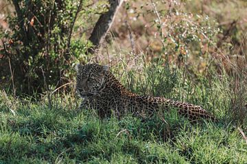 Leopard von G. van Dijk