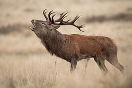 Red deer by Dick van Duijn