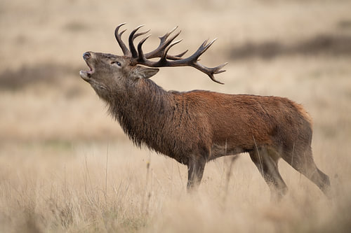 Red deer