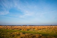 Schaapskudde hijkerveld