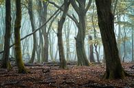 Der Beginn eines schönen Herbsttages.... von Peter Korevaar Miniaturansicht