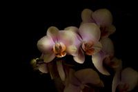 Phalaenopsis 'Peaches'