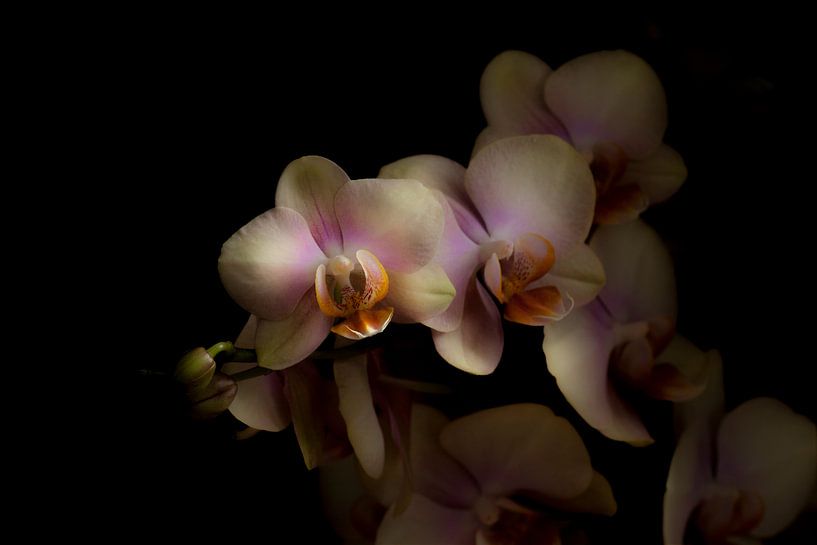 Phalaenopsis 'Peaches' von Rens Kromhout