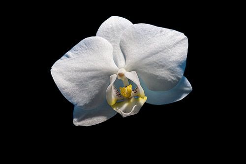 L'élégance dans le contraste