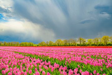 Tulpen in bloei in een veld tijdens de lente