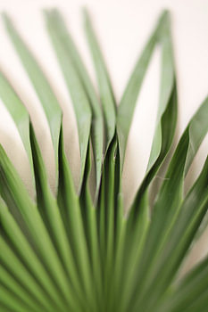 Palm (blad)