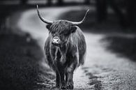 Wandernder schottischer Highlander schwarz-weiß von Dennis Bresser Miniaturansicht