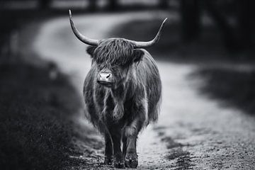 Wandernder schottischer Highlander schwarz-weiß von Dennis Bresser
