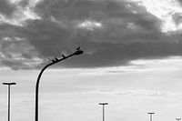 Pigeons sur poteau d'éclairage