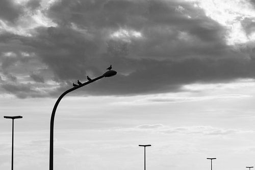 Tauben auf Lichtmast