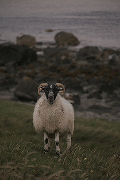 Vredige Grazers: Het Leven van Schapen op de Isle of Skye van angelo adriaenssens