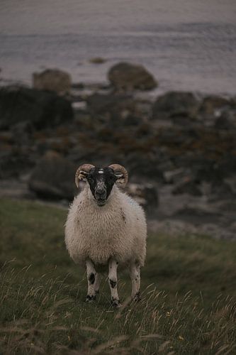 Friedliche Weidetiere: Das Leben der Schafe auf der Isle of Skye