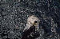 Zee-otter van Fardo Dopstra thumbnail