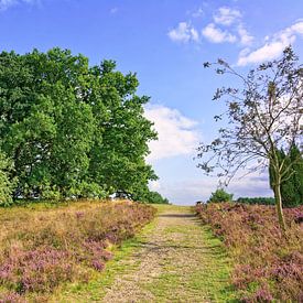 Weg durch die blühende Heide bei Undeloh - natürliche Farben von Gisela Scheffbuch