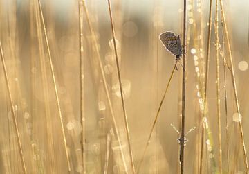 Morning brilliance (vlinder tussen de dauwdruppels in gouden tint) van Birgitte Bergman
