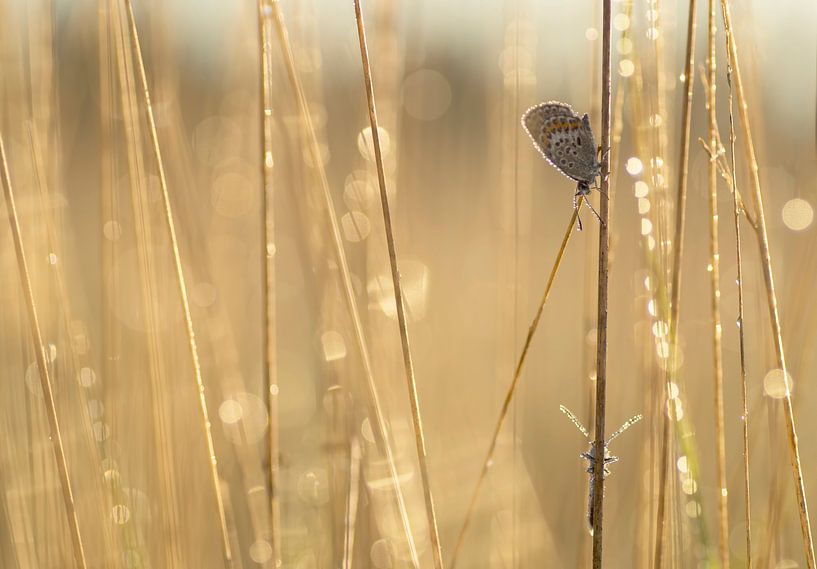 Morgenglanz (Schmetterling zwischen Tautropfen in goldener Farbe) von Birgitte Bergman