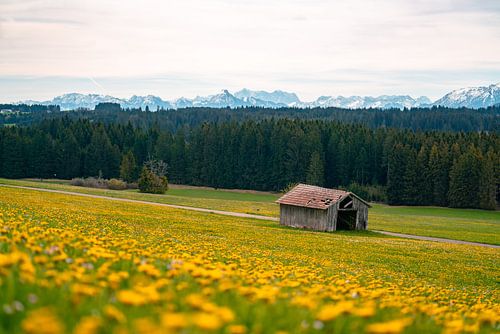 Frühlingshafter Blick auf die Zugspitze & das Allgäu mit Löwenzahn von Leo Schindzielorz