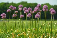 Flower Symphony