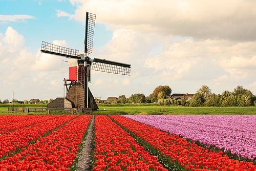 Een veld met bloeiende tulpen met op de achtergrond een molen en Hollandse wolken lucht