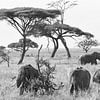 Groupe d'éléphants d'Afrique dans les plaines herbeuses du parc national de Serengeti, en Tanzanie. sur Rini Kools