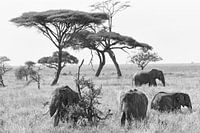 African Wildlife in black and white: Group of African elephants on the grassy plains of Serengeti Na
