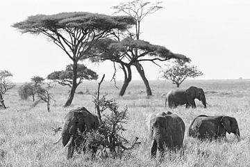 Zwart-wit opname van  Afrikaanse olifanten op de grasvlakte van Serengeti, Tanzania van Rini Kools