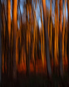 Creative and abstract forest photography by Horst Husheer