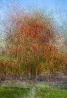 Baum mit roten Blüten