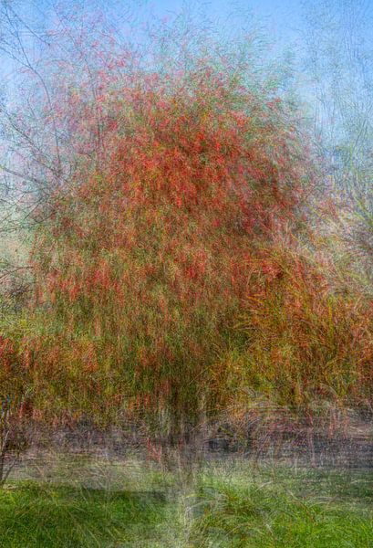 Baum mit roten Blüten von Maren Müller Photography