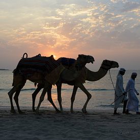 Kamelen op het strand in Dubai van Francesco Faes