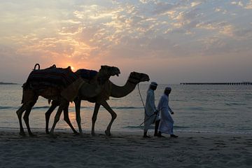 Kamelen op het strand in Dubai van Francesco Faes