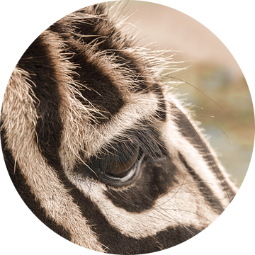 Zebra close up,  wat heb je mooie ogen. van Jolanda de Jong-Jansen