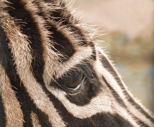 Zebra close up,  wat heb je mooie ogen.