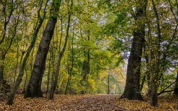 Herfst in het Westerpark van Ellen Weidenaar