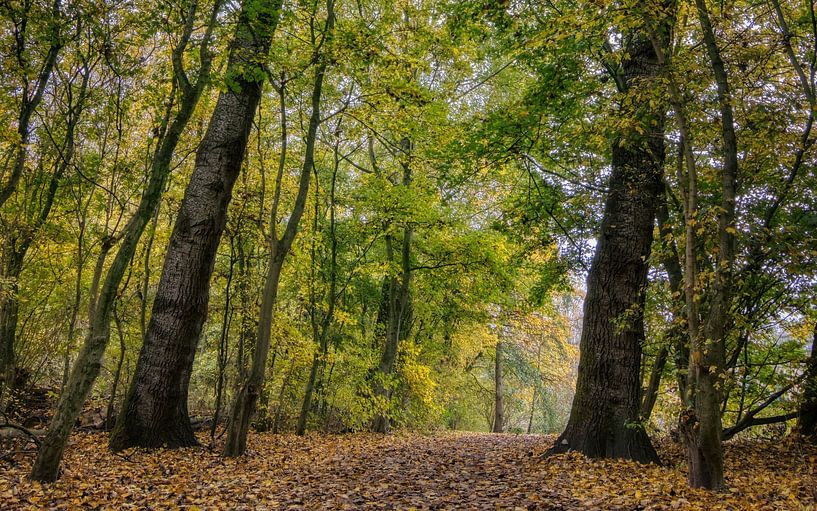 Herfst in het Westerpark van Ellen Weidenaar