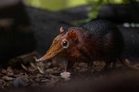 Rare Elephant shrew in full detail