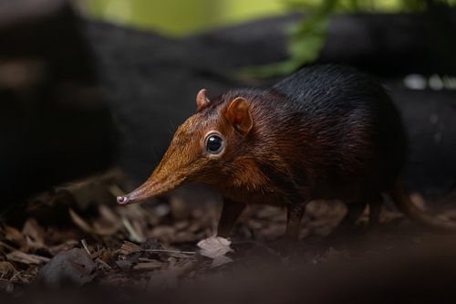 Zeldzame Olifant spitsmuis in vol detail