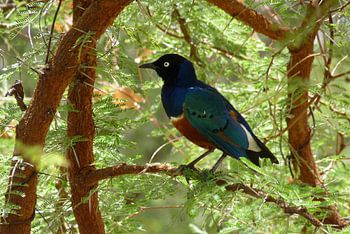 kijk eens naar het vogeltje