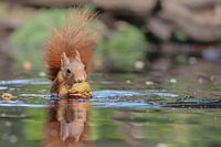 Squirrel by the water